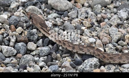 Serpent de Gopher du Grand bassin (Pituophis catenifer deserticola) Banque D'Images