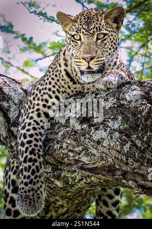 Un léopard (Panthera pardus) repose dans un arbre après une nuit d’activité sur le Serengeti en Tanzanie Banque D'Images