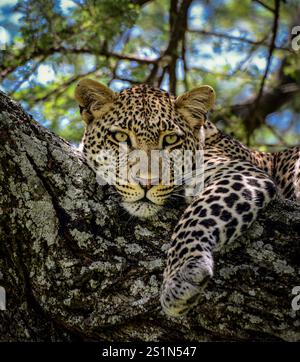 Un léopard (Panthera pardus) repose dans un arbre après une nuit d’activité sur le Serengeti en Tanzanie Banque D'Images