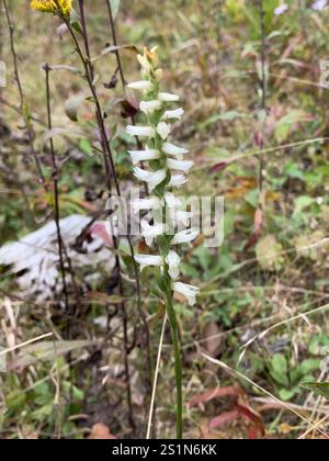 Tresses pour dames Great Plains (Spiranthes magnicamporum) Banque D'Images