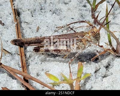Sauterelle Longhorn Band-Wing (Psinidia fenestralis) Banque D'Images