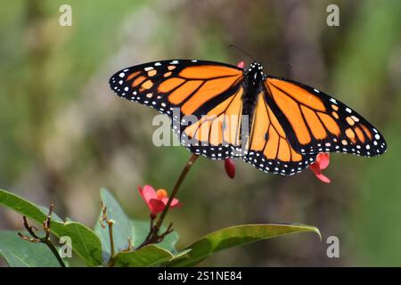 Monarque papillon sur fleur rouge Banque D'Images