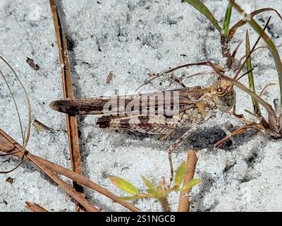 Sauterelle Longhorn Band-Wing (Psinidia fenestralis) Banque D'Images