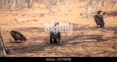 Vautours debout sur le sol sec, oiseaux sauvages, vautours à capuche et à dos blanc dans un parc national africain Banque D'Images