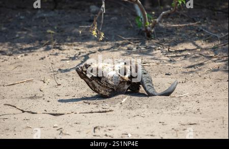 Crâne de buffle, crâne animal blanchi avec des cornes couchées sur un sol sec et poussiéreux en Afrique du Sud Banque D'Images