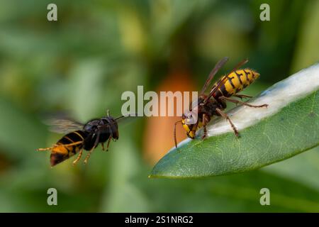 Frelon européen (Vespa crabro) et frelon asiatique (Vespa velutina) sur une photo, Asiatische Hornisse und Europäische Hornisse auf einem Foto Banque D'Images