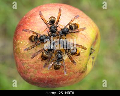 Accumulation de frelons asiatiques (Vespa velutina) frelons asiatiques mangeant des fruits Banque D'Images