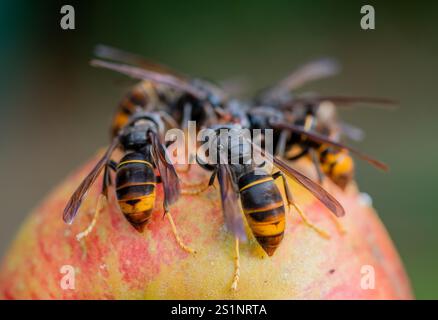 Accumulation de frelons asiatiques (Vespa velutina) frelons asiatiques mangeant des fruits Banque D'Images