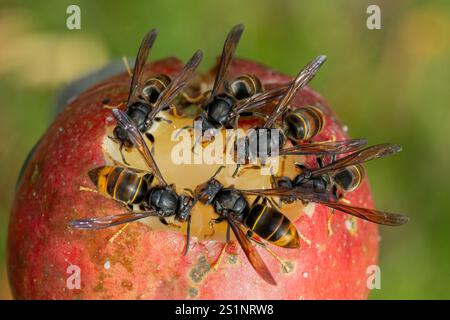 Accumulation de frelons asiatiques (Vespa velutina) frelons asiatiques mangeant des fruits Banque D'Images