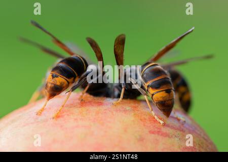 Accumulation de frelons asiatiques (Vespa velutina) frelons asiatiques mangeant des fruits Banque D'Images