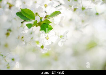 les cerisiers fleurissent dans la lumière brillante du soleil Banque D'Images