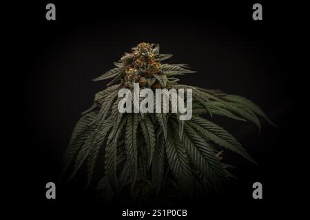 Mona Lisa variété de fleur de marijuana avec fleur mûrie et mur noir sombre Banque D'Images