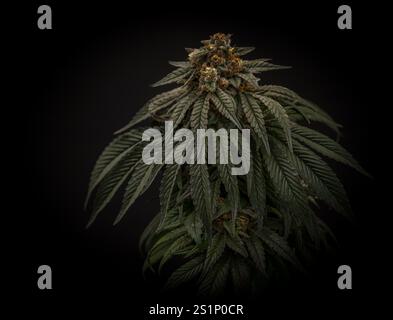 Mona Lisa variété de fleur de marijuana avec fleur mûrie et mur noir sombre Banque D'Images
