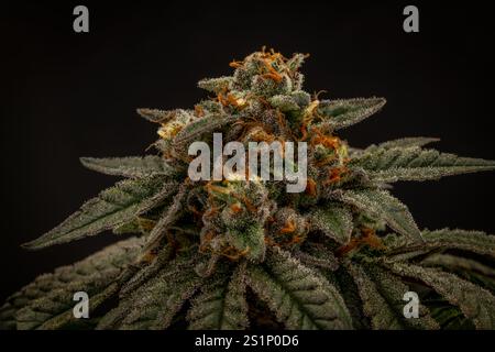 Mona Lisa variété de fleur de marijuana avec fleur mûrie et mur noir sombre Banque D'Images