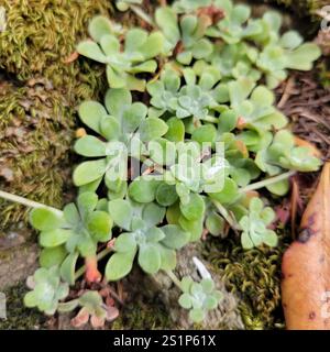 Pierre à feuilles larges (Sedum spathulifolium) Banque D'Images