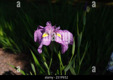 Iris violet en pleine floraison par une journée ensoleillée. Banque D'Images