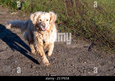 Chien Golden retriever courant vers la caméra Banque D'Images