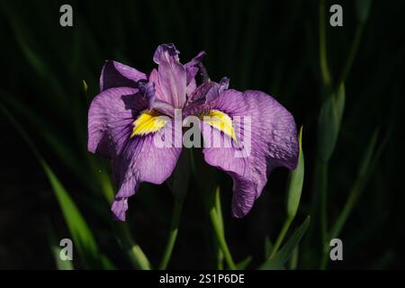 Iris violet en pleine floraison par une journée ensoleillée. Banque D'Images