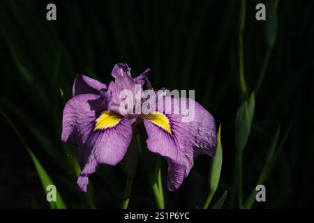 Iris violet en pleine floraison par une journée ensoleillée. Banque D'Images