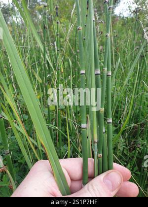 Gruau de l'ouest (Equisetum hyemale affine) Banque D'Images