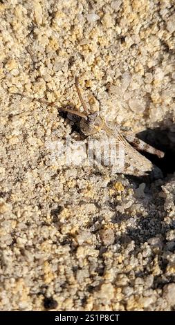 Sauterelle Longhorn Band-Wing (Psinidia fenestralis) Banque D'Images