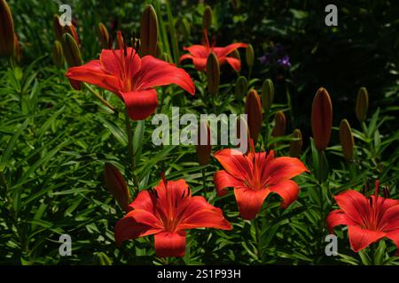 Lys rouges en pleine floraison un jour d'été. Banque D'Images