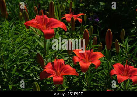 Lys rouges en pleine floraison un jour d'été. Banque D'Images