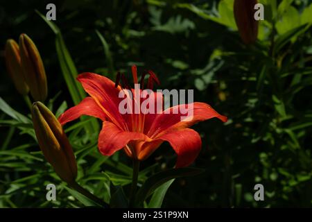 Lys rouges en pleine floraison un jour d'été. Banque D'Images