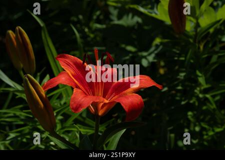 Lys rouges en pleine floraison un jour d'été. Banque D'Images