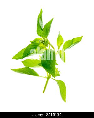 herbe de basilic vert frais. Isolé sans ombre. Macro shot de feuilles de basilic vert frais isolé sur fond blanc.Bush du basilic vert. Banque D'Images