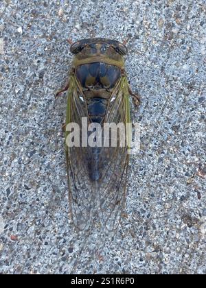 Cicada du jour du chien des plaines (Neotibicen auriferus) Banque D'Images