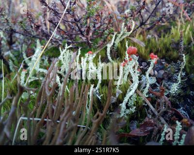 Soldats jouets (Cladonia bellidiflora) Banque D'Images