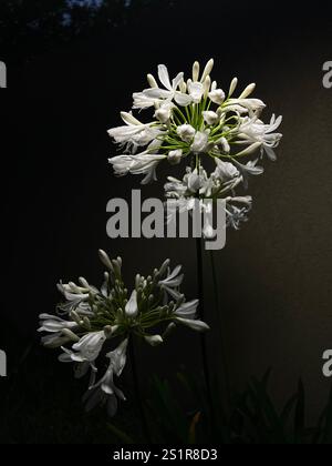 Grappe de fleurs blanches d'agapanthus sur un fond sombre Banque D'Images