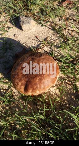 Bouffball à taches violettes (Calvatia cyathiformis) Banque D'Images