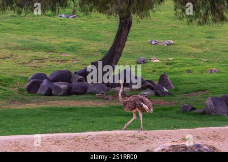 Un bébé autruche marche à travers un champ herbeux. La scène est paisible et sereine, avec l'oiseau se déplaçant à travers les hautes herbes et les arbres dans le backgro Banque D'Images