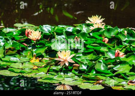 Un étang plein de lis et de nénuphars. L'eau est verte et les lis jaunes Banque D'Images