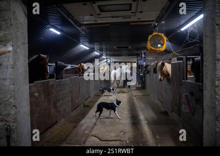 Un groupe de chevaux islandais est vu se détendre dans une écurie appartenant à un centre d'élevage et d'entraînement situé près du village d'Akureiry en Islande. Le cheval islandais représente une race distinctive originaire d'Islande, connue pour son endurance et sa polyvalence. De taille petite à moyenne, elles sont robustes et conformes aux longs manes. Bien adaptés aux conditions climatiques rigoureuses de leur pays natal, ils sont célèbres pour leurs deux cornemuses uniques, le «tölt» et le «flokk», qui les distinguent des autres races. Leur tempérament calme les rend idéales pour les cavaliers de tous niveaux. Dans ajouter Banque D'Images
