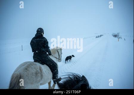 Akureiry, Islande. 15 juillet 2023. Un cavalier est vu guider un cheval islandais à travers une zone de reproduction près d'une forêt dans le village d'Akureiry. Le cheval islandais représente une race distinctive originaire d'Islande, connue pour son endurance et sa polyvalence. De taille petite à moyenne, elles sont robustes et conformes aux longs manes. Bien adaptés aux conditions climatiques difficiles de leur pays natal, ils sont célèbres pour leurs deux cornemuses uniques, le «tÃ¶LT» et le «flokk», qui les distinguent des autres races. Leur tempérament calme les rend idéales pour les cavaliers de tous niveaux. Po Banque D'Images