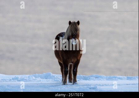 Akureiry, Islande. 15 juillet 2023. Un cheval islandais est vu debout dans un champ près d'un centre d'élevage près de la ville d'Akureiry. Le cheval islandais représente une race distinctive originaire d'Islande, connue pour son endurance et sa polyvalence. De taille petite à moyenne, elles sont robustes et conformes aux longs manes. Bien adaptés aux conditions climatiques difficiles de leur pays natal, ils sont célèbres pour leurs deux cornemuses uniques, le «tÃ¶LT» et le «flokk», qui les distinguent des autres races. Leur tempérament calme les rend idéales pour les cavaliers de tous niveaux. En outre Banque D'Images