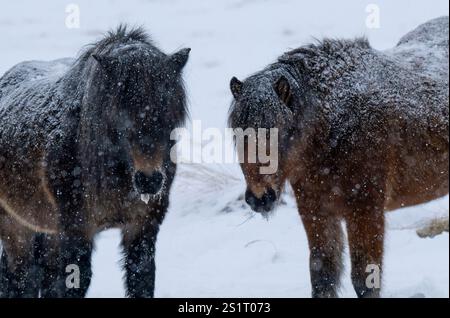 Akureiry, Islande. 15 juillet 2023. Deux chevaux islandais se tiennent dans la neige dans l'un des sites de reproduction près d'une forêt dans la ville d'Akureiry en Islande. Le cheval islandais représente une race distinctive originaire d'Islande, connue pour son endurance et sa polyvalence. De taille petite à moyenne, elles sont robustes et conformes aux longs manes. Bien adaptés aux conditions climatiques difficiles de leur pays natal, ils sont célèbres pour leurs deux cornemuses uniques, le «tÃ¶LT» et le «flokk», qui les distinguent des autres races. Leur tempérament calme les rend idéales pour les cavaliers de tous les Banque D'Images