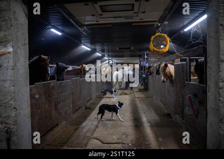 Un groupe de chevaux islandais est vu se détendre dans une écurie appartenant à un centre d'élevage et d'entraînement situé près du village d'Akureiry en Islande. Le cheval islandais représente une race distinctive originaire d'Islande, connue pour son endurance et sa polyvalence. De taille petite à moyenne, elles sont robustes et conformes aux longs manes. Bien adaptés aux conditions climatiques rigoureuses de leur pays natal, ils sont célèbres pour leurs deux cornemuses uniques, le «tölt» et le «flokk», qui les distinguent des autres races. Leur tempérament calme les rend idéales pour les cavaliers de tous niveaux. Dans ajouter Banque D'Images