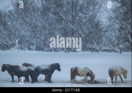 On voit un groupe de chevaux islandais se reposer dans l'une des zones de reproduction près de la côte du village d'Akureiry. Le cheval islandais représente une race distinctive originaire d'Islande, connue pour son endurance et sa polyvalence. De taille petite à moyenne, elles sont robustes et conformes aux longs manes. Bien adaptés aux conditions climatiques rigoureuses de leur pays natal, ils sont célèbres pour leurs deux cornemuses uniques, le «tölt» et le «flokk», qui les distinguent des autres races. Leur tempérament calme les rend idéales pour les cavaliers de tous niveaux. En plus de leur utilisation dans l'agriculture Banque D'Images