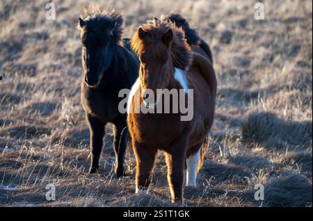 Akureiry, Islande. 15 juillet 2023. Un groupe de chevaux islandais est vu paître dans un champ près d'un centre d'élevage près de la ville de Raykiavik. Le cheval islandais représente une race distinctive originaire d'Islande, connue pour son endurance et sa polyvalence. De taille petite à moyenne, elles sont robustes et conformes aux longs manes. Bien adaptés aux conditions climatiques difficiles de leur pays natal, ils sont célèbres pour leurs deux cornemuses uniques, le «tÃ¶LT» et le «flokk», qui les distinguent des autres races. Leur tempérament calme les rend idéales pour les cavaliers de tous niveaux. En addi Banque D'Images