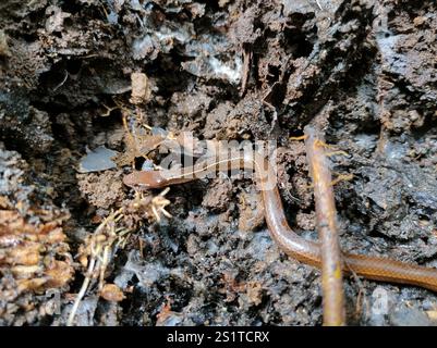 Serpent brun gracieux orné (Rhadinaea decorata) Banque D'Images
