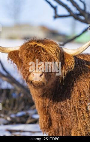 Une vache des Highlands avec un pelage sauvage brun rougeâtre et de longues cornes dans un terrain enneigé, Seewald, Forêt Noire. Allemagne Banque D'Images