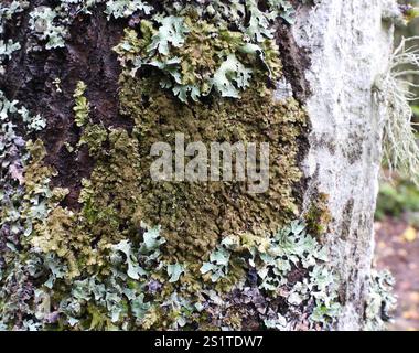 Lichen de camouflage poli (Melanelixia glabratula) Banque D'Images