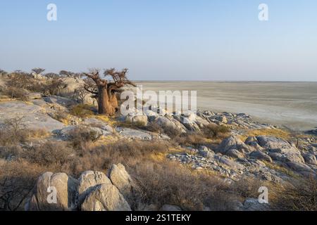 Baobab africain ou baobab (Adansonia digitata), entre rochers ronds, au lever du soleil, île de Kubu (Lekubu), Sowa Pan, marais salants Makgadikgadi, Botswana Banque D'Images