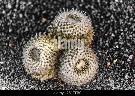 2016, Guatiza, Lanzarote, jardin de Cactus by Cesar Manrique, ESP, Spain, Canaries, Canaries Islands, Canaries Islands, océan Atlantique, Lanzarote, réserve de biosphère Banque D'Images