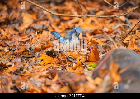 California Scrub-Jay à la recherche de nourriture dans les feuilles de couleur automnale au Whitaker Ponds nature Park à Portland Oregon Banque D'Images