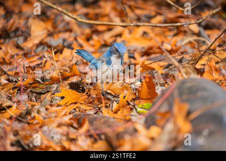 California Scrub-Jay à la recherche de nourriture dans les feuilles de couleur automnale au Whitaker Ponds nature Park à Portland Oregon Banque D'Images